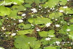 Nymphoides indica